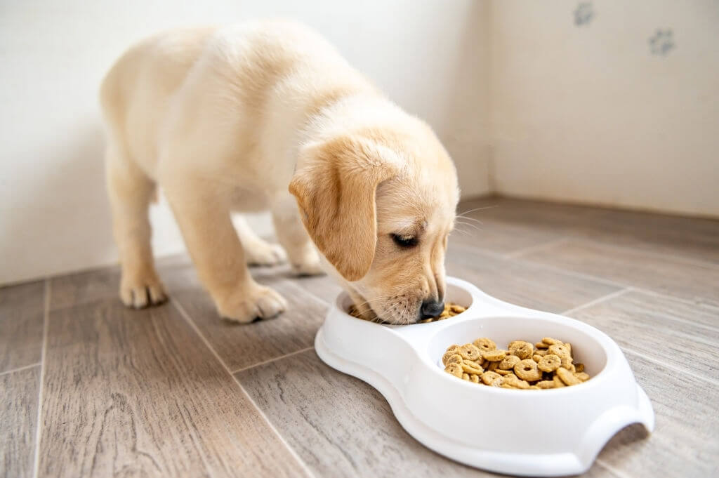 Midwestern-Pet-Foods-May-Be-Responsible-For-Dog-Fatalities