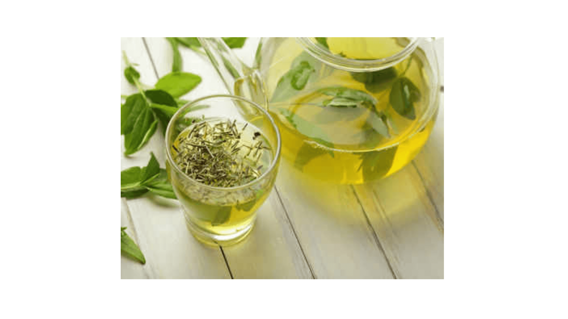 Forti Prime Supplement Ingredients-Green Tea