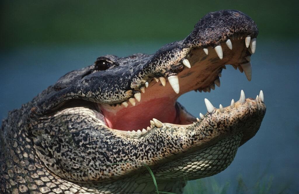 Alligator Attack Birthday Party