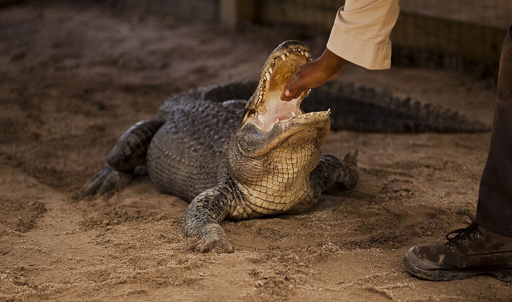 Alligator Attack Birthday Party