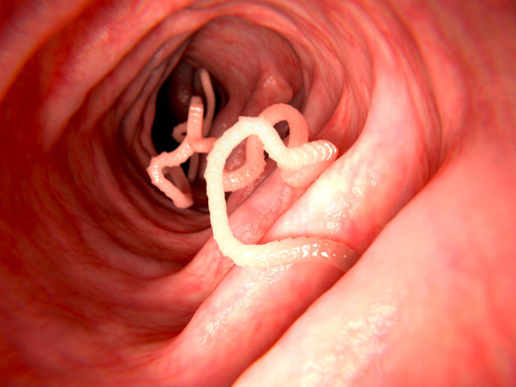 Tapeworm Drugs Found Useful For The Cure Of COVID-19
