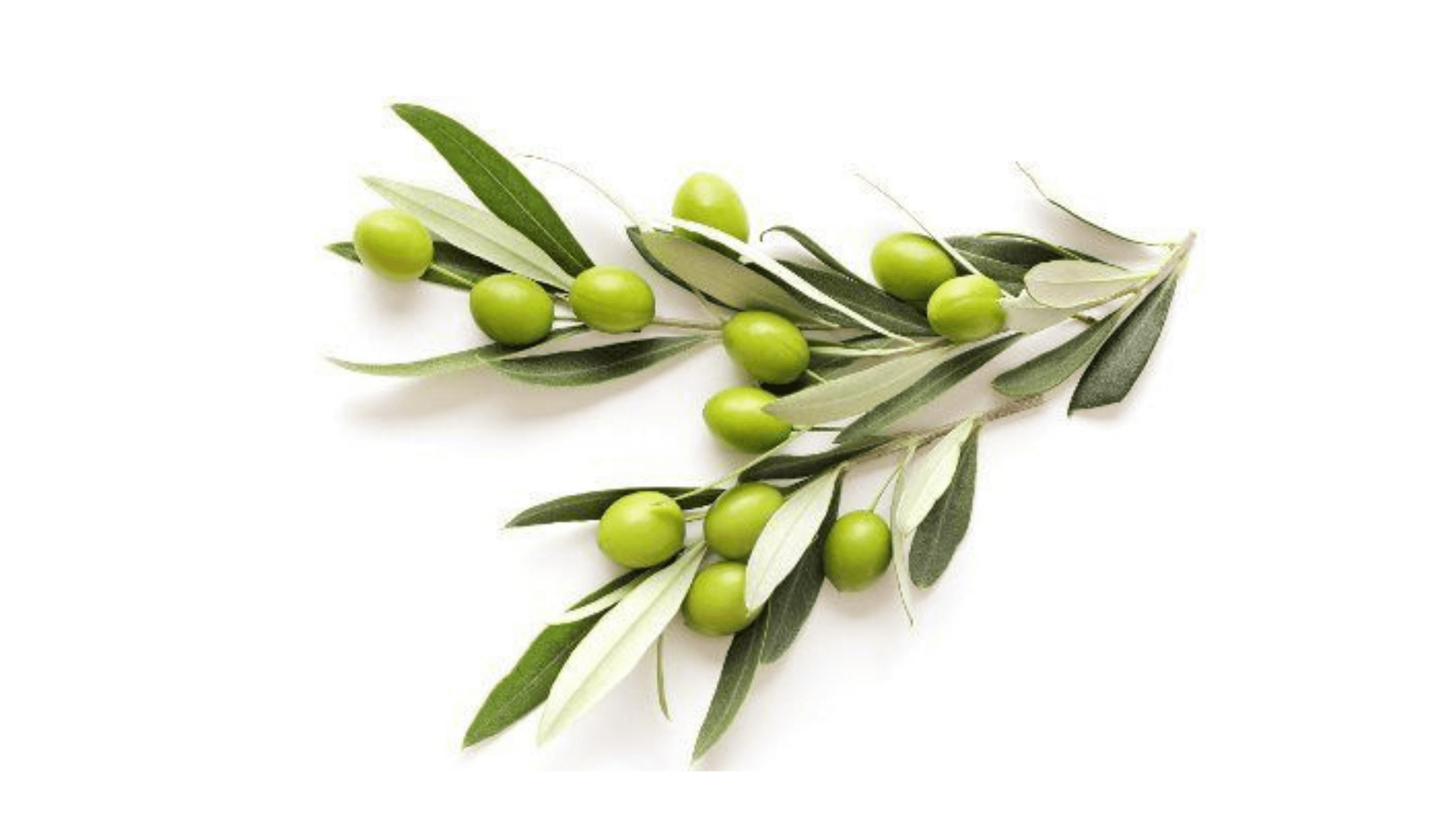 Forti Prime Supplement Ingredients-Olive Leaf