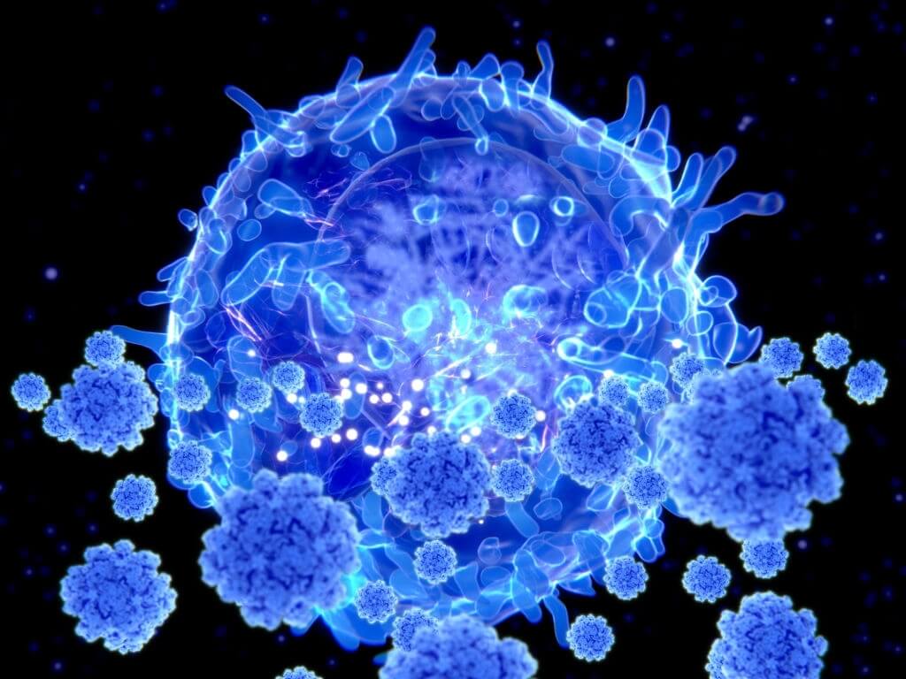 Flu-Induced-Memory-Killer-T-Cell-Priming-In-The-Spleen-1