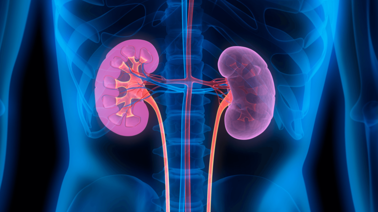 Mixing-Melatonin-With-Antibiotic-Lowers-Renal-Damage