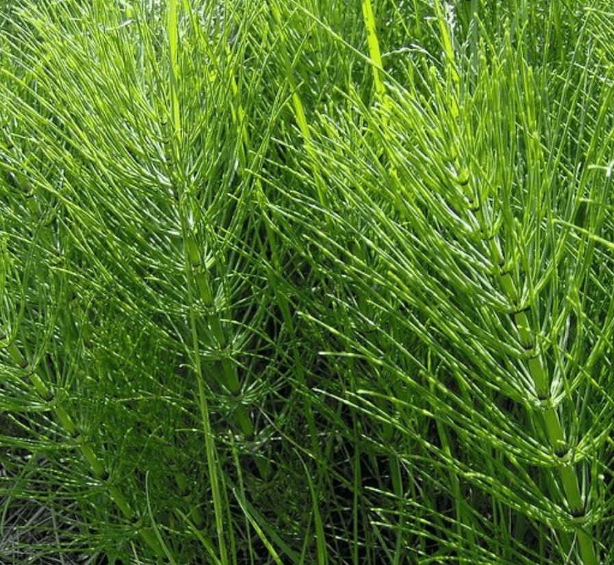 Mycosyn Pro Ingredient-Horsetail