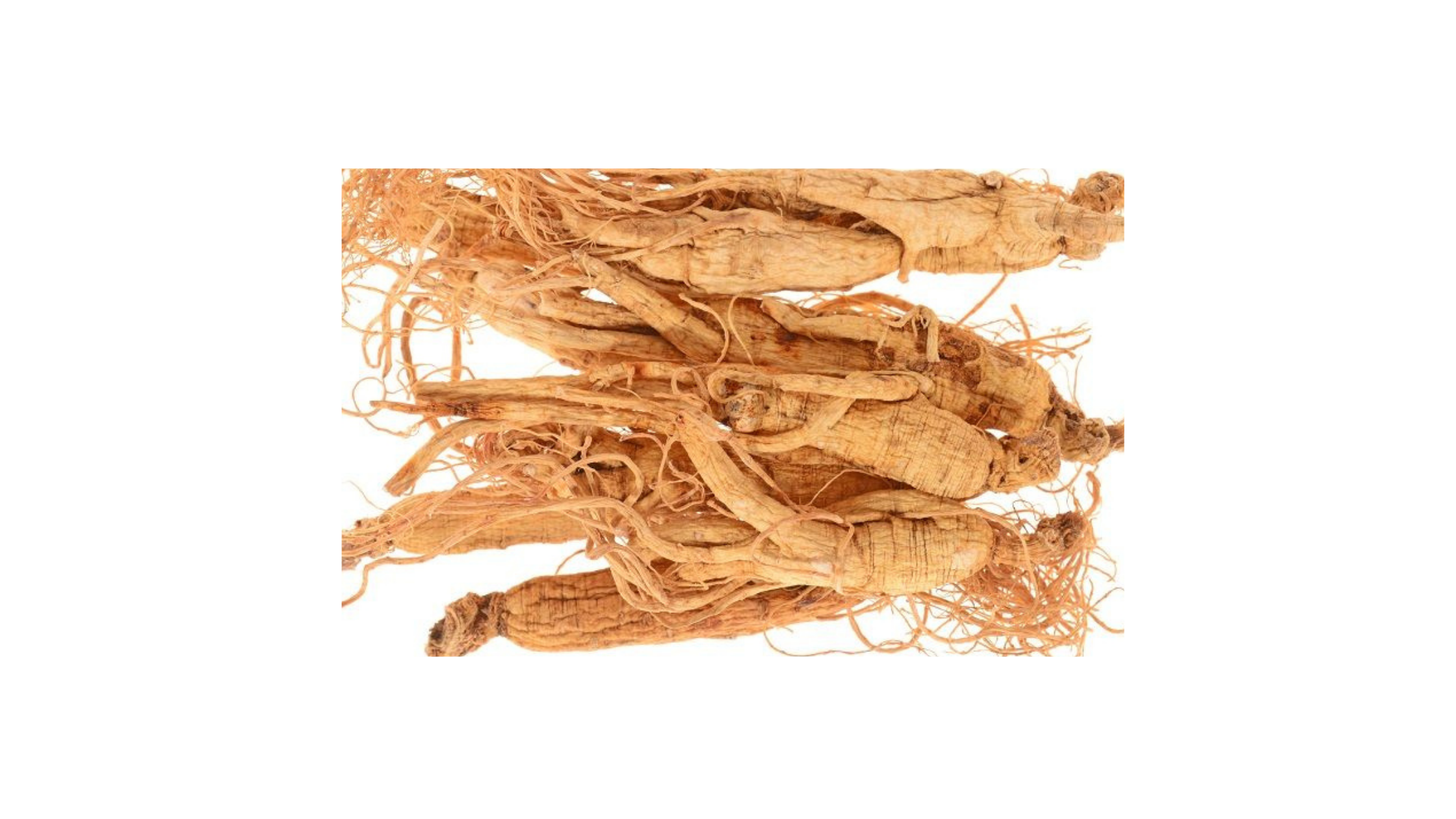 GroMax Male Enhancement Ingredients-Panax Ginseng 