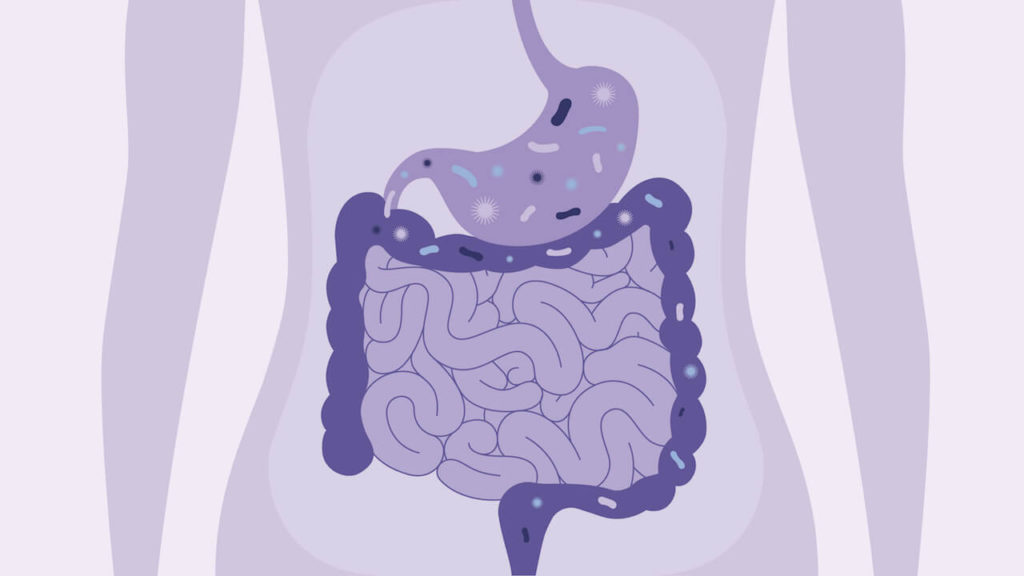 Pre- And Probiotics Strengthen Gut Walls