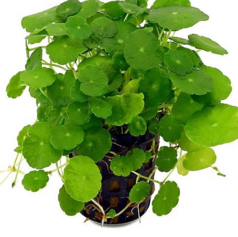 VigorNow Ingredients-Bacopa Monnieri