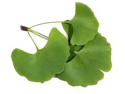 VigorNow Ingredients-Gingko Biloba