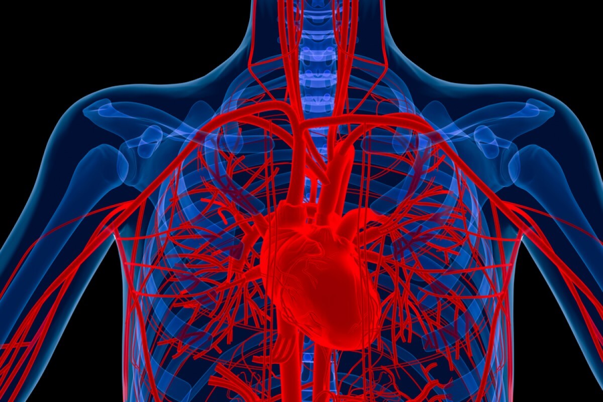 Distraction-Blocking-Blood-Vessels-How-They-Do-It-All-1