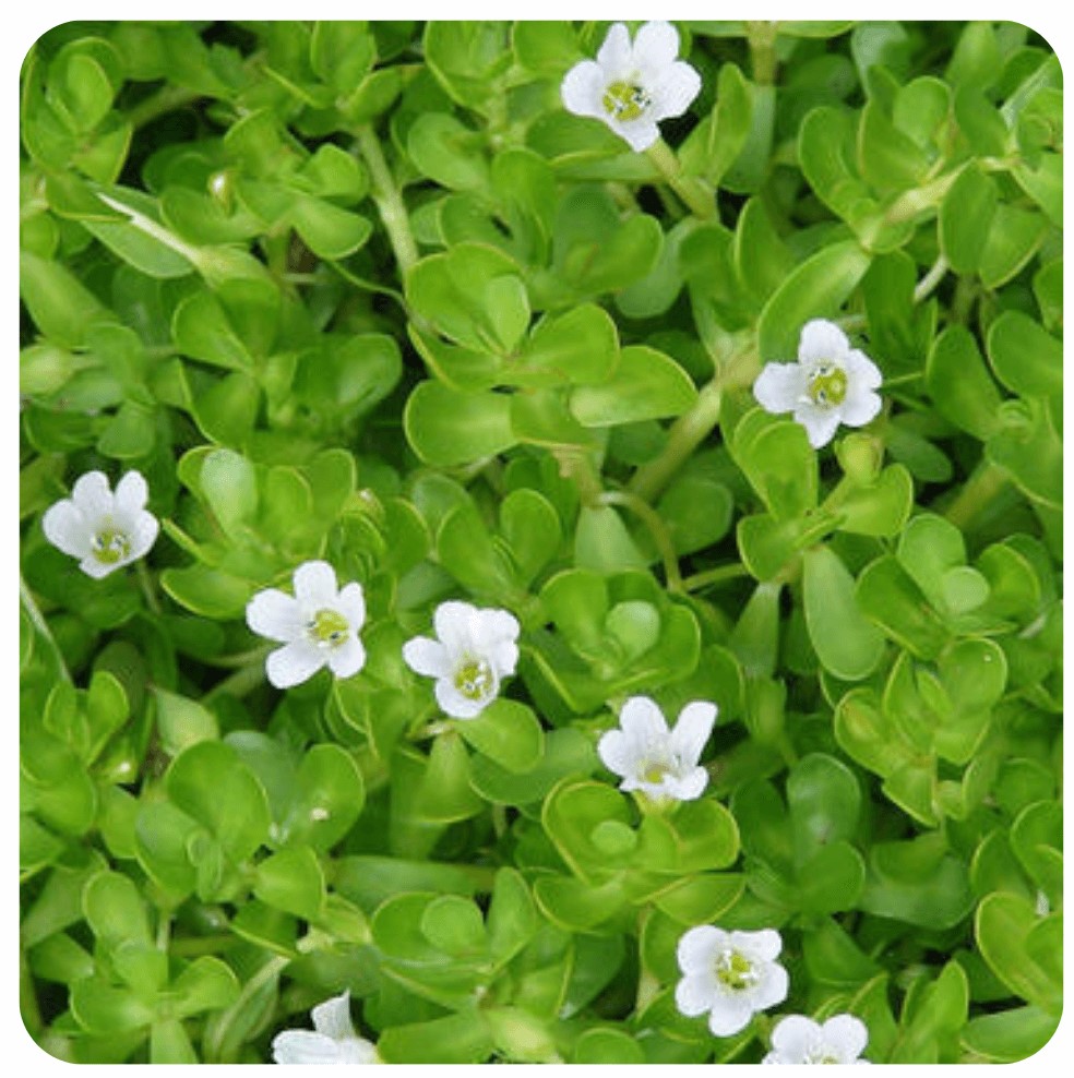 MegaBrain Nootropic Ingredient Bacopa Monnieri