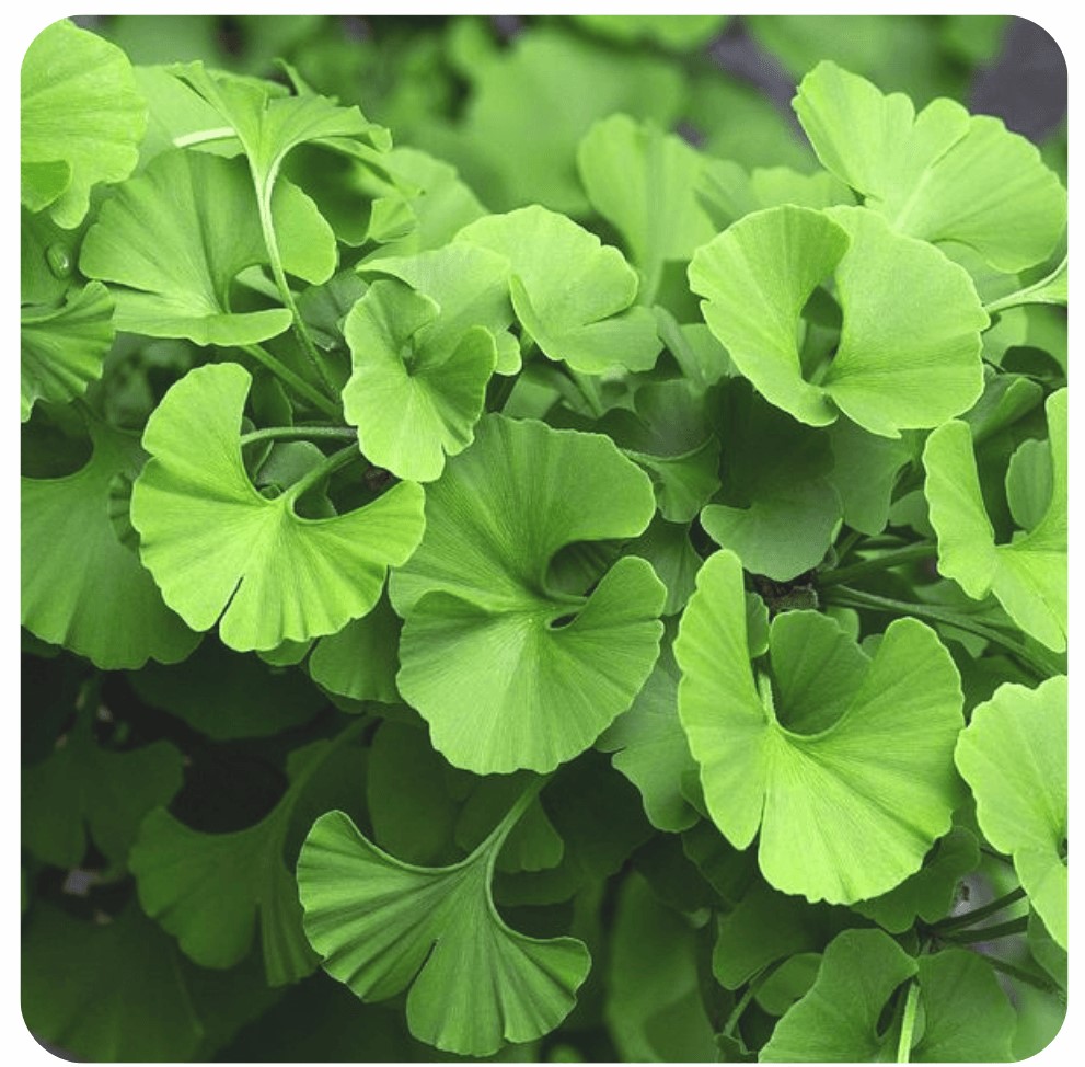 MegaBrain Nootropic Ingredient Ginkgo Biloba