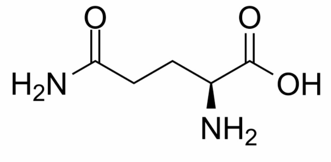 MegaBrain Nootropic Ingredient L-Glutamine