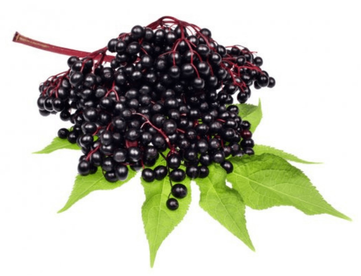 NHR Science Advance Immune Support Ingredient Elderberry 