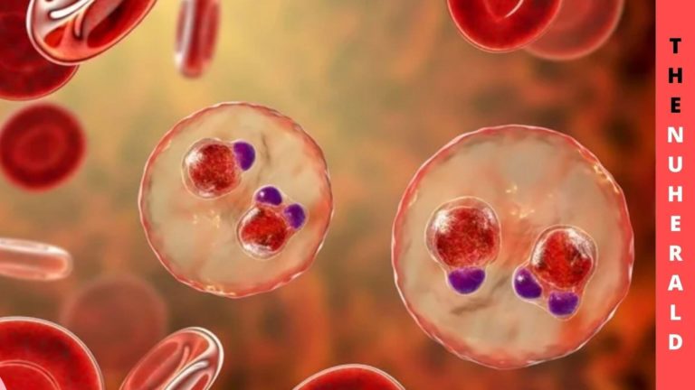 The-Connection-Between-New-Malaria-Parasite-Sickle-Hemoglobin-1