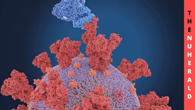 Engineered ACE2 Decoy Protects Against Multiple SARS-CoV 2 Variants