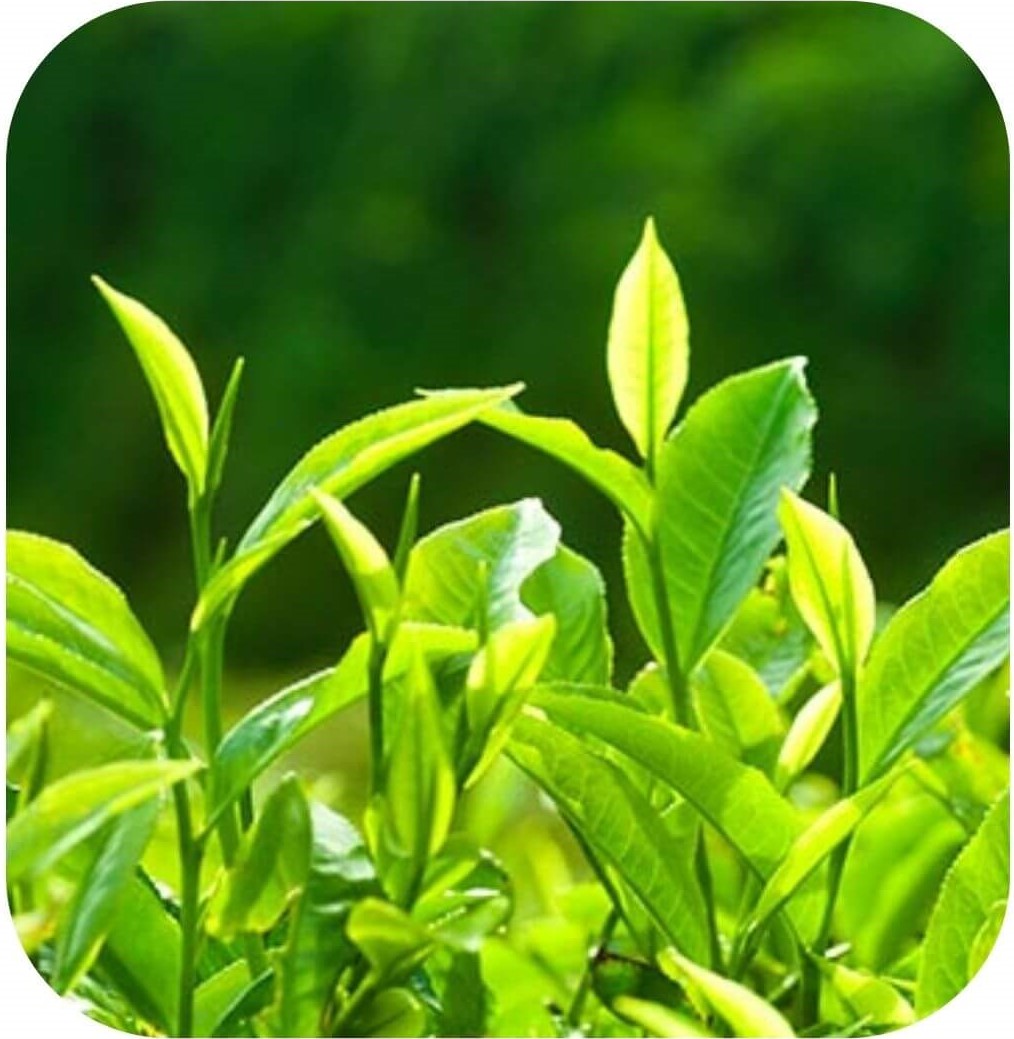 PT Trim Fat Burn Ingredient Green Tea Leaf Extract