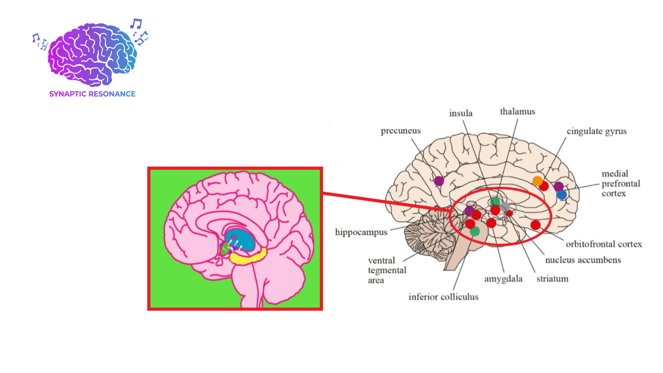 Synaptic Response Benefits