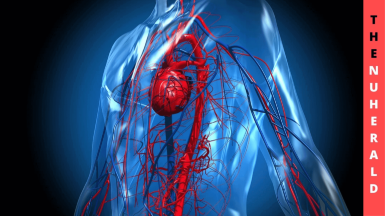 Dysfunctional-Vascular-System-Leads-SARS-CoV-2-To-Severe-Covid