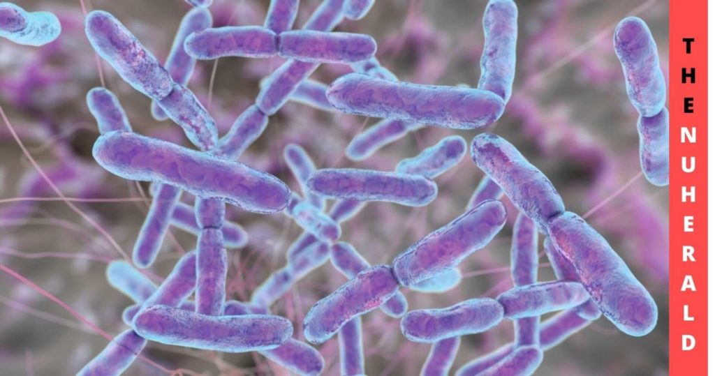 LGG-Based Probiotics Can Now Suppress Covid-19 Symptoms